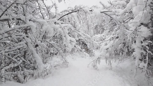 Snowfall in the forest with white plants