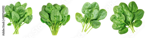 Fresh spinach bunches for healthy eating