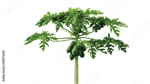 Papaya Tree with Green Fruit on a White Background unripe tropical