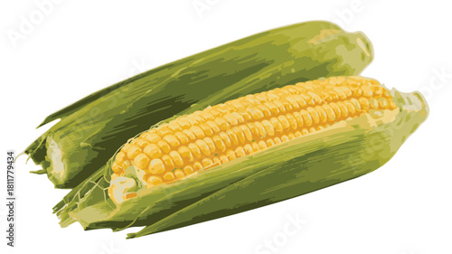 Two Ears of Corn with Green Husks on a White Background maize ear of corn