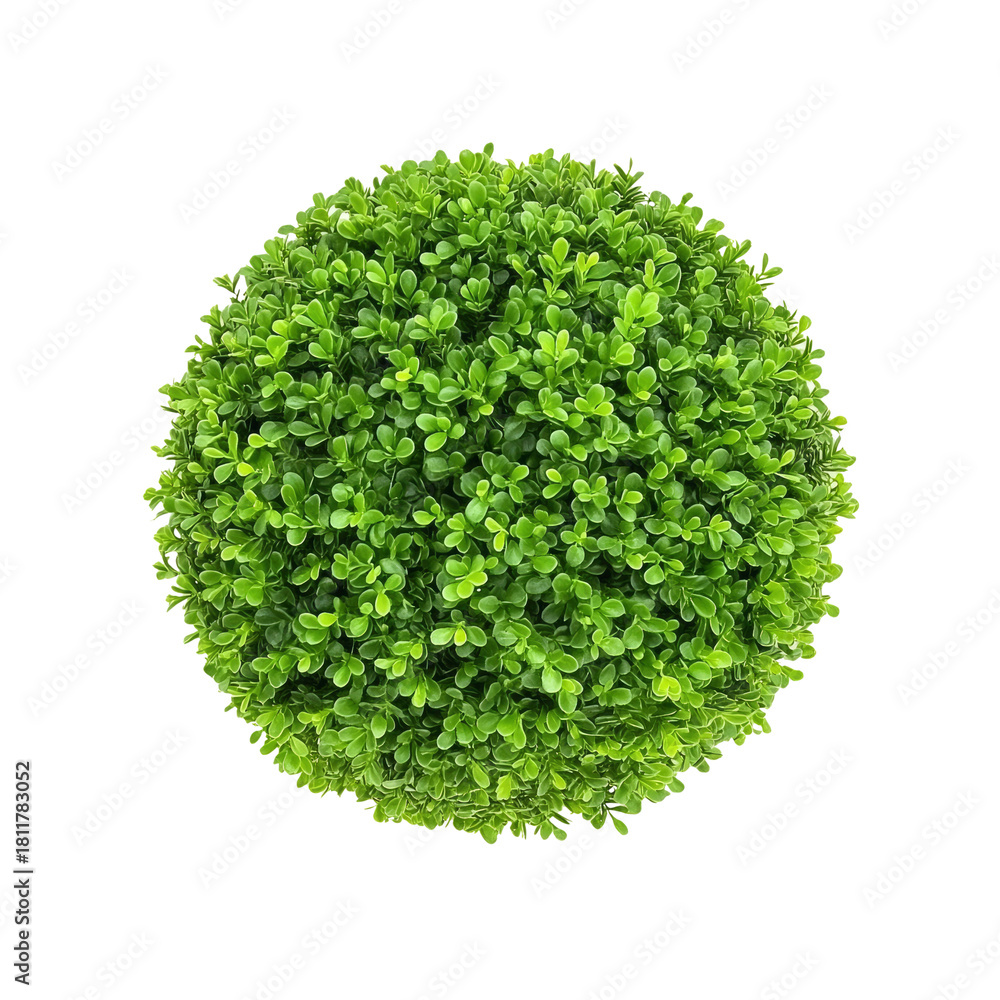 Fototapeta premium Green Topiary Ball on Transparent Background