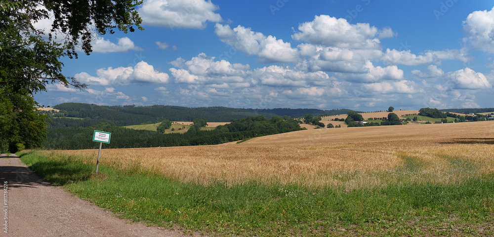 Obraz premium Reifes goldgelbes Getreide auf einem Feld in der Nähe von Frauenstein (Erzgebirge); der Himmel voller Schönwetterwolken, die Landschaft lädt zum Wandern ein
