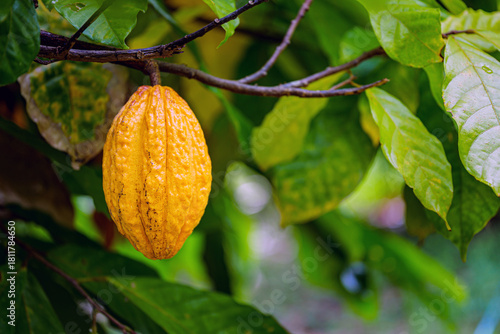 Cacao pods, yellow cacao pods ripe on cocoa tree
