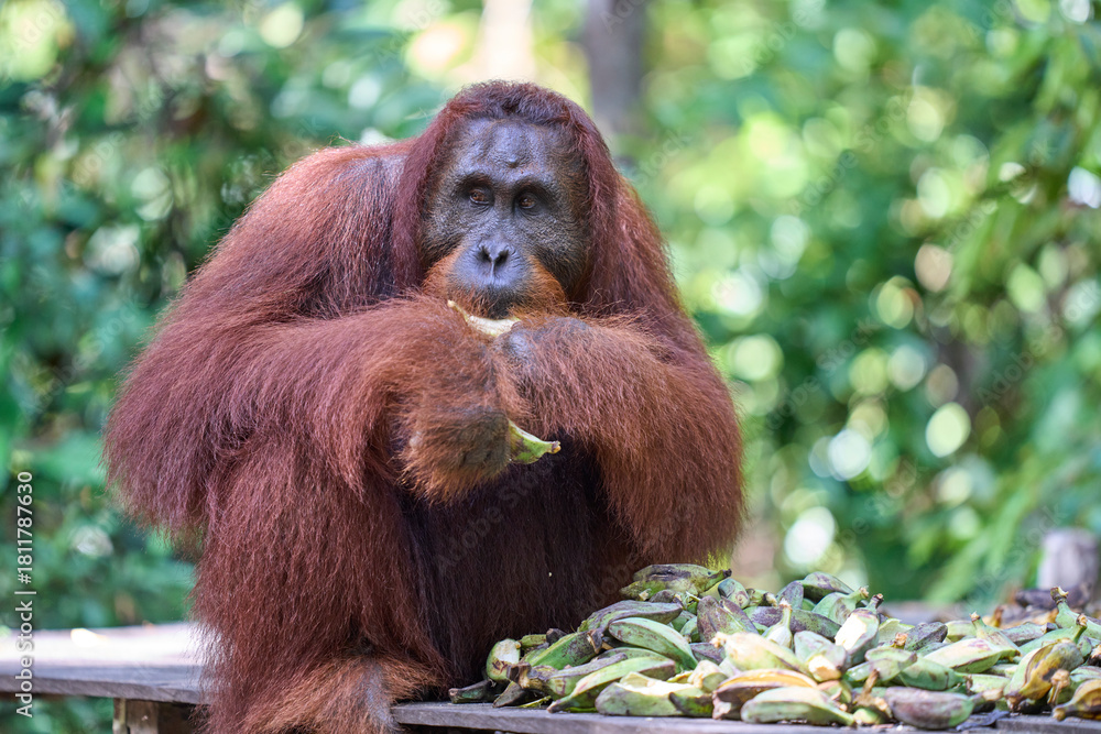 Fototapeta premium Adult orangutan Pongo pygmaeus in Tanjung Puting showing natural behavior in the rainforest of Borneo an endangered primate in the wild.