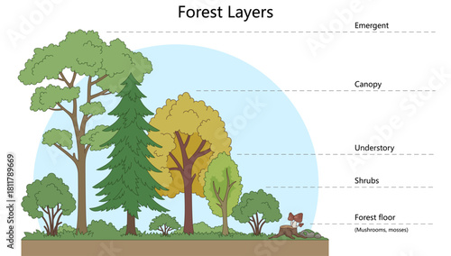 layers of a forest, including emergent, canopy, understory, shrub layer, and forest floor diagram hand drawn schematic vector. Science educational illustration