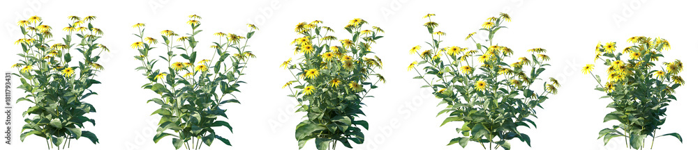 Fototapeta premium Set of Rudbeckia laciniata (he cutleaf coneflower, cutleaf, goldenglow, green-headed coneflower) flowering frontal isolated png on a transparent background perfectly cutout high resolution