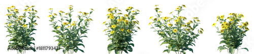 Set of Rudbeckia laciniata (he cutleaf coneflower, cutleaf, goldenglow, green-headed coneflower) flowering frontal isolated png on a transparent background perfectly cutout high resolution