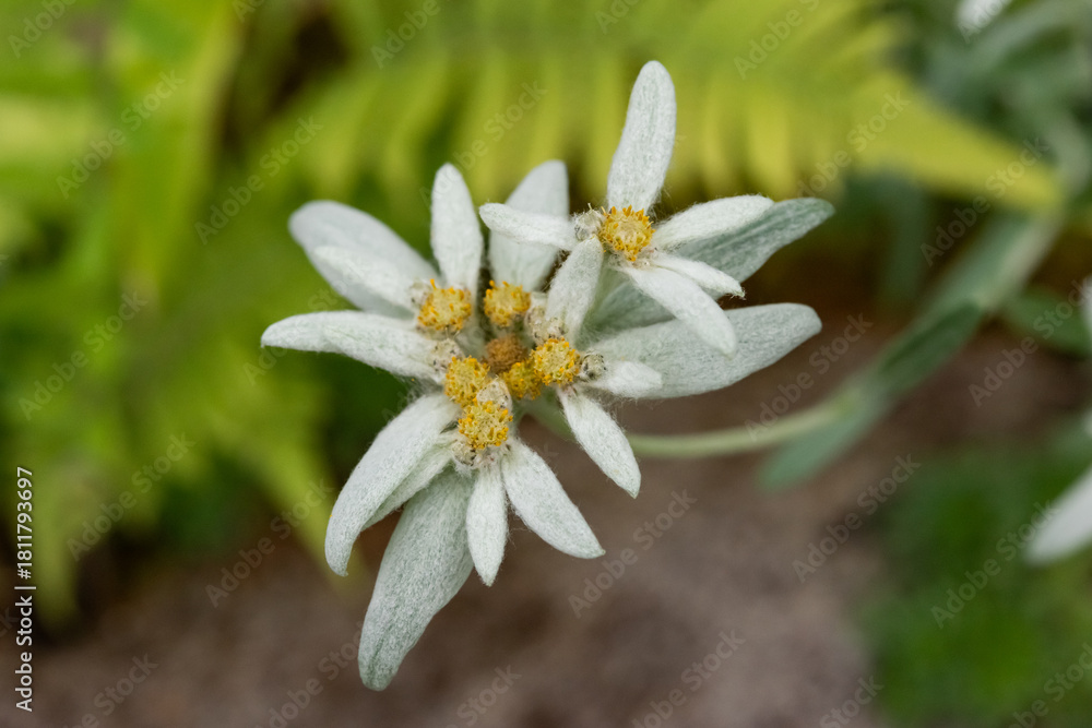 Obraz premium エーデルワイス