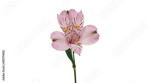 A single pink alstroemeria flower photographed against a pure white background. 