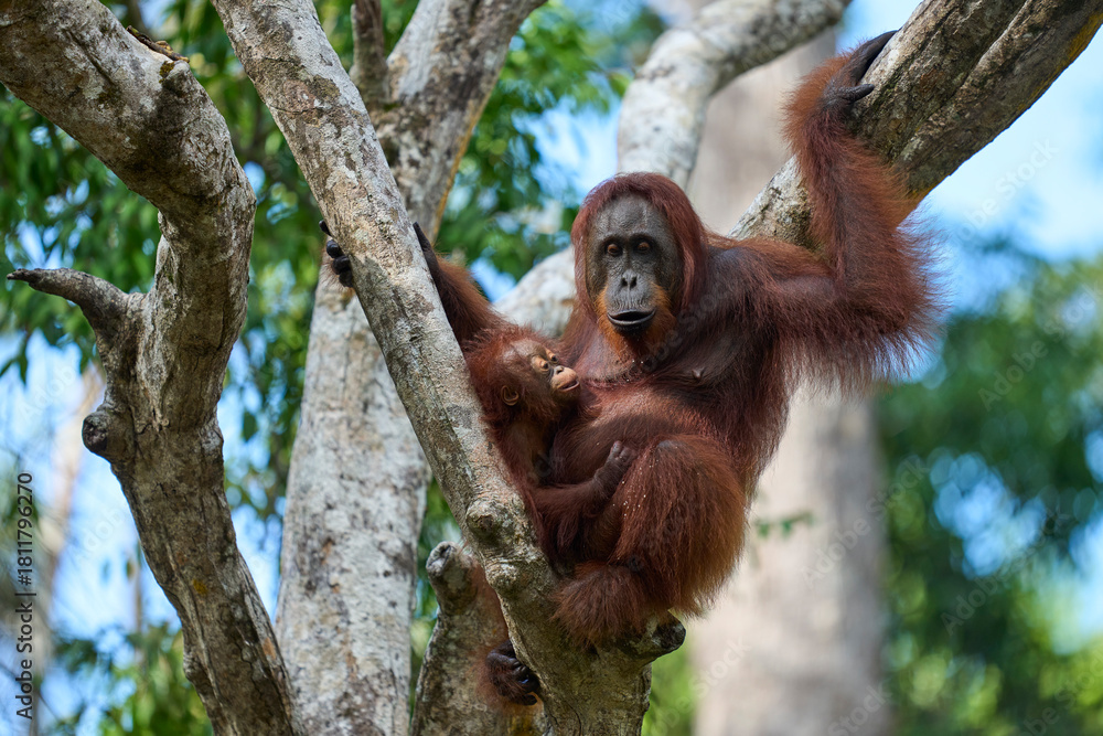 Fototapeta premium Bornean orangutan female carrying her baby through the rainforest and teaching it to climb and survive in the wild.