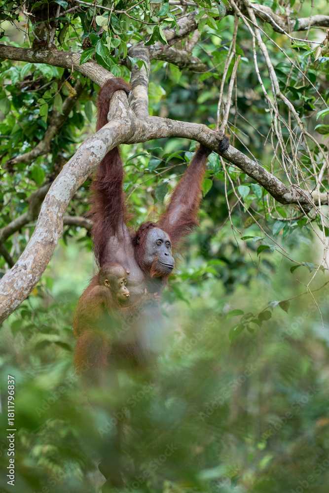 Obraz premium Bornean orangutan female carrying her baby through the rainforest and teaching it to climb and survive in the wild.
