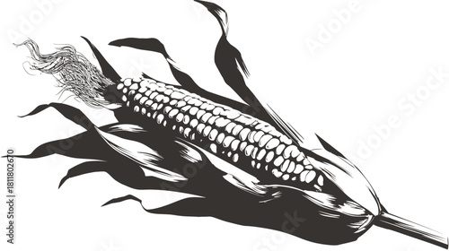Vintage style illustration of a partially husked ear of corn with leaves, a classic black and white agricultural harvest produce.