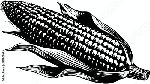 Vintage Woodcut Style Illustration of an Ear of Corn with Husk. Hand-drawn Maize Cob Design, Agricultural Produce Food