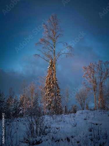 trees in winter