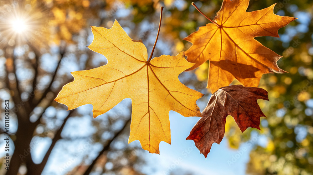 Obraz premium Golden and red autumn leaves hanging on tree branch against blue sky 