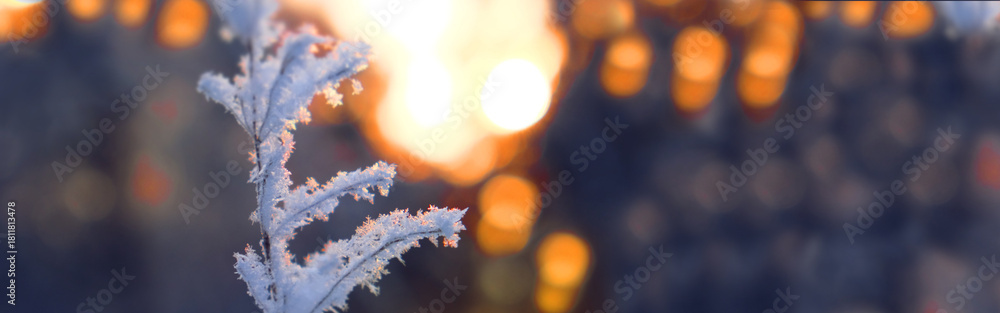 Fototapeta premium Rime ice covered dried flowers transforming them into winter wonders. Banner with copy space. Frozen winter scene. Amazing nature background. Frozen floral grass at sunrise close up. Idyllic nature