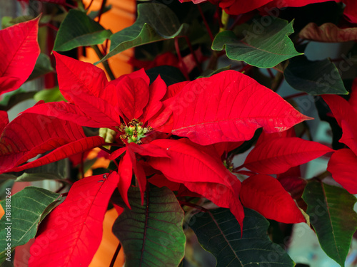 Vibrant red poinsettia plants showcase their striking leaves and blooms in a cozy indoor space, adding a joyful touch to seasonal decorations and festivities