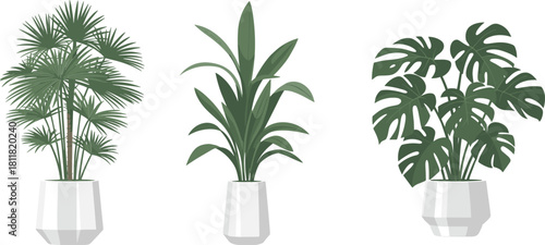 Indoor potted houseplants collection, tropical palm plant, dracaena leaves, monstera foliage, modern decorative greenery decor, cad drawing flat vector illustration