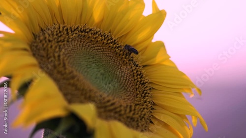 Girasoles con abejas