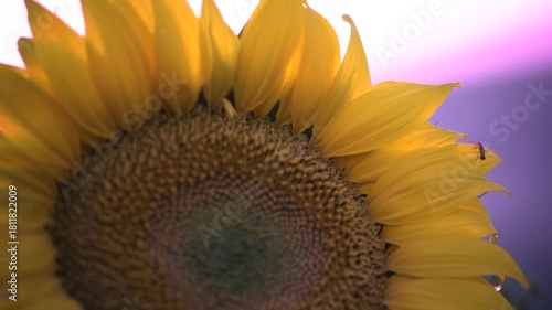 Girasoles con abejas