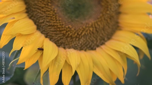 Girasoles con abejas