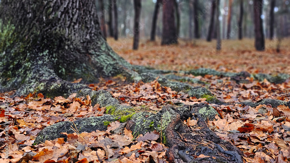 Obraz premium Moss-covered base of a tree. Lush green moss close-up in nature.