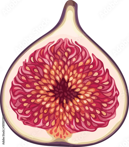 A detailed illustration of a cut fig showcasing its vibrant red and yellow interior against a clean white background.