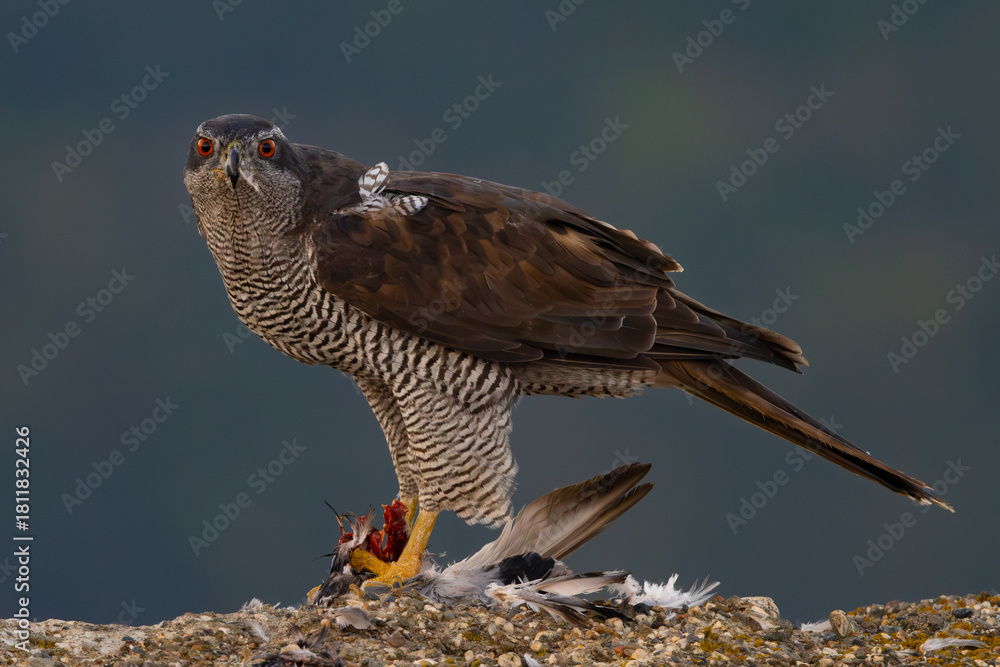 Fototapeta premium northern goshawk