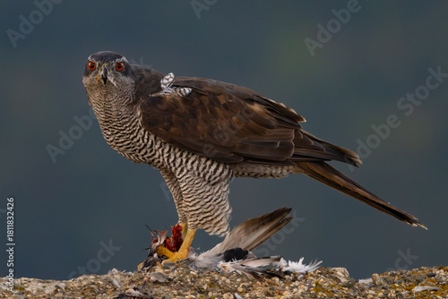 northern goshawk