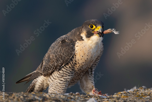 peregrine falcon