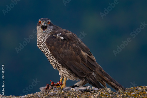 northern goshawk