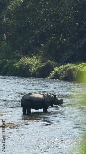 Large Greater One-Horned Rhino (Rhinoceros unicornis) Standing and Cooling Off in the Flowing River Current During an Asian Jungle Safari in Chitwan National Park, Nepal 4K -Vertical Video