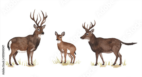 Majestic Deer Family A Watercolor Illustration of Wildlife in Natural Habitat