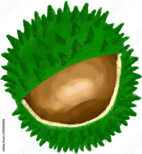 Chestnut in green husk clipart. Cartoon chestnut in shell for kids. Autumn nature illustration. PNG