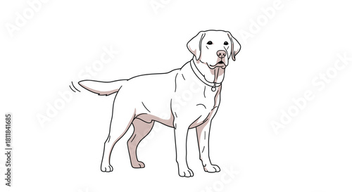 Majestic white Labrador retriever dog standing gracefully with a wagging tail showcasing its friendly and loyal nature.