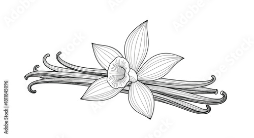 Exquisite hand-drawn vanilla flower and pods in a detailed black and white vintage engraving style isolated on a plain background.