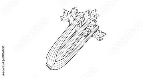 Simple and clean black and white line art illustration of a fresh bunch of celery stalks with leaves isolated on a background.