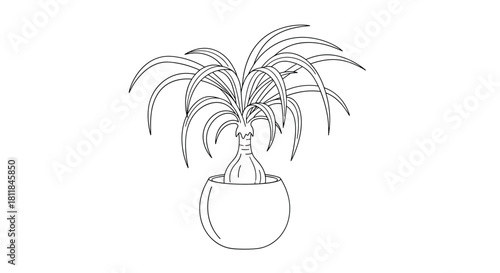 Minimalist black and white line art illustration of a ponytail palm houseplant in a simple round pot isolated on a background.