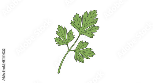 Simple vector illustration of a single fresh green parsley sprig with detailed leaves for culinary use on a white background.