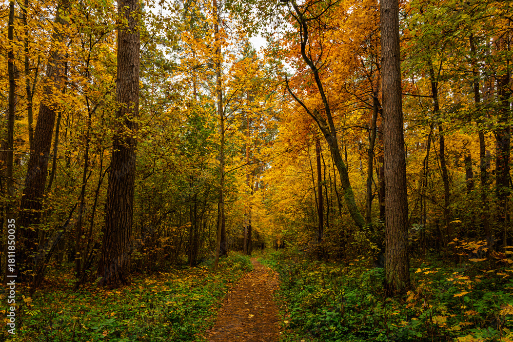 Fototapeta premium Forest path in autumn park covered with falling leaves. Beautiful woodland landscape during fall season for nature background.