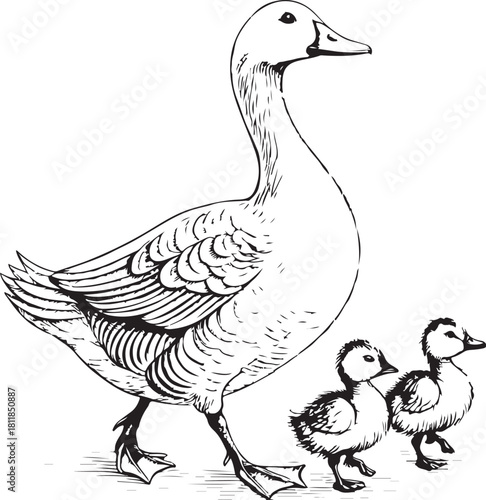 Goose and goslings babies, Hand-drawn Sketch Drawing Vector Illustration, Line Linear Symbol Engraving Coloring Book, Black and White Isolated