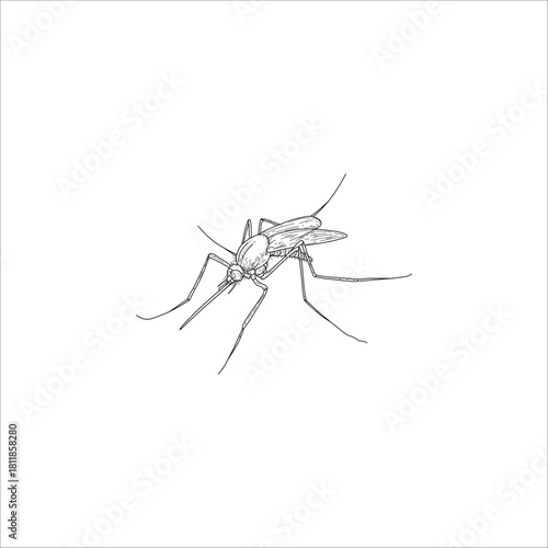 mosquito sketch drawing artwork handmade illustration