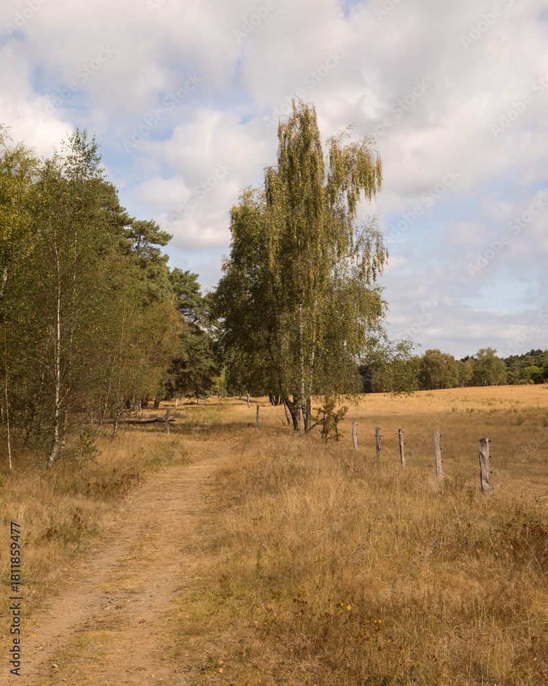 Obraz premium Sandy path winding through a serene meadow in borken, germany