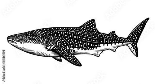 Detailed Whale Shark Swimming in Deep Ocean for Marine Biology Presentation, Tattoo Design, or Conservation Awareness Campaign Illustration - Graphic Animal with Spots, Black and White Style, Underwat