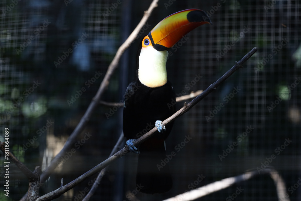 Obraz premium The toco toucan bird on the wood tree