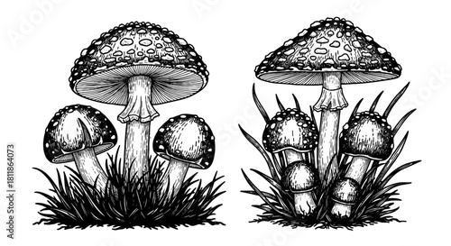 Amanita Mushrooms Growing in a Woodland Forest, Illustrated Fungi in a Natural Setting, Wild Nature and Magical Plants for Botanical Education, Scientific Illustration, Brown and White Tones, Spores,