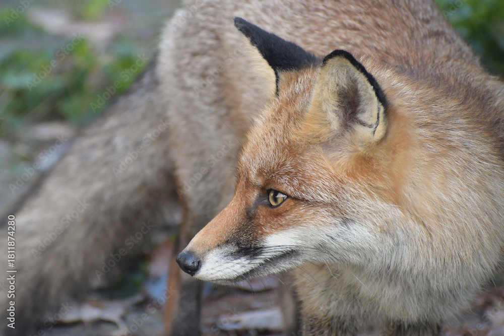 Obraz premium rotfuchs