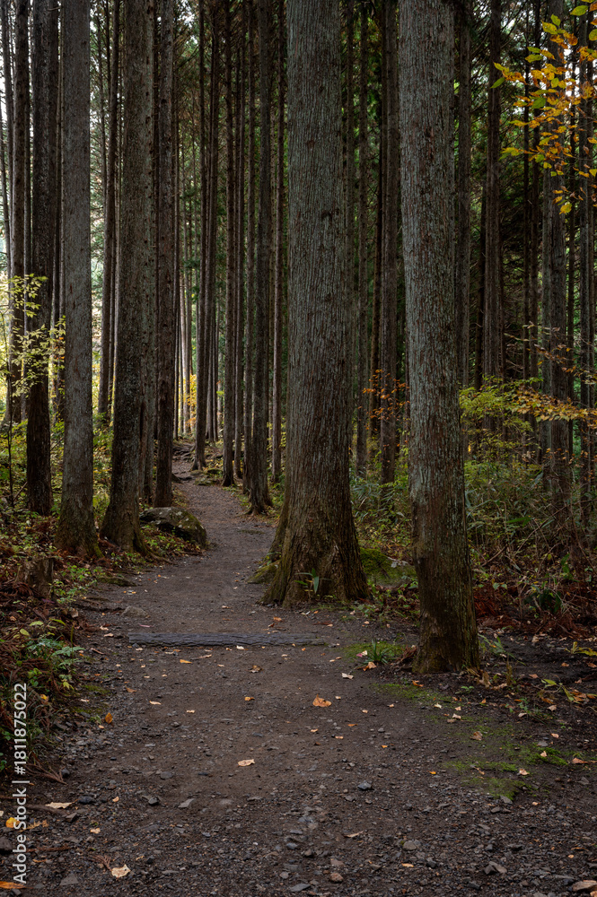 Fototapeta premium 滝川渓谷の秋の登山道