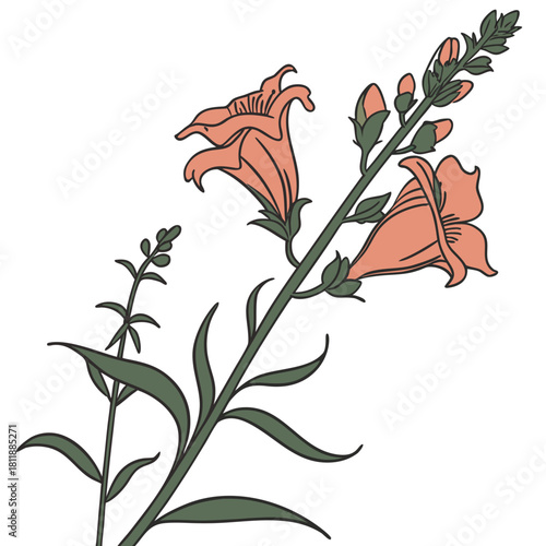 antirrhinum defiance with leaves