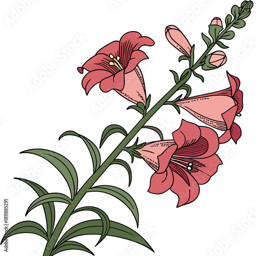 antirrhinum defiance vector
